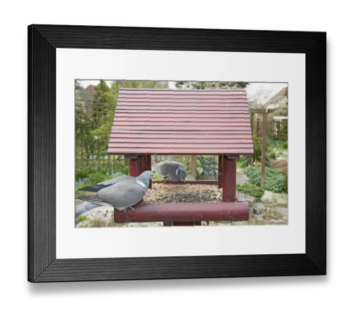 Framed Print : Wood Pigeon (Columba palumbus) two adults, feeding at birdtable in garden, Essex, England, april Framed Print : Wood Pigeon (Columba palumbus) two adults, feeding at birdtable in garden, Essex, England, april