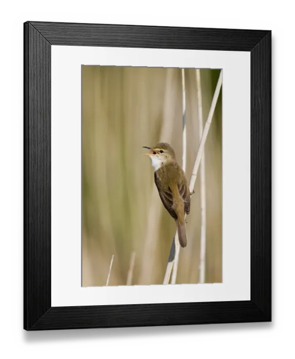 Framed Print : Eurasian Reed-warbler (Acrocephalus scirpaceus) adult, singing, perched on reed stem, Norfolk, England, may Framed Print : Eurasian Reed-warbler (Acrocephalus scirpaceus) adult, singing, perched on reed stem, Norfolk, England, may