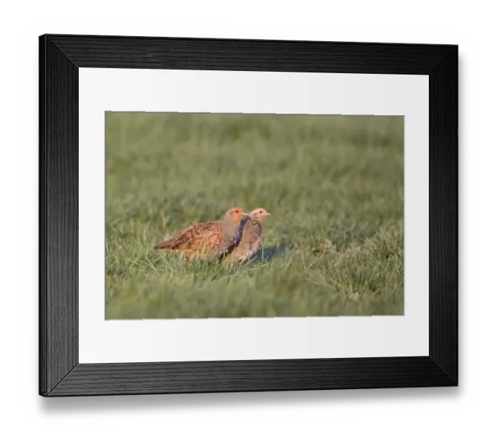 Framed Print : Grey Partridge (Perdix perdix) adult pair, standing in meadow, Suffolk, England, april Framed Print : Grey Partridge (Perdix perdix) adult pair, standing in meadow, Suffolk, England, april
