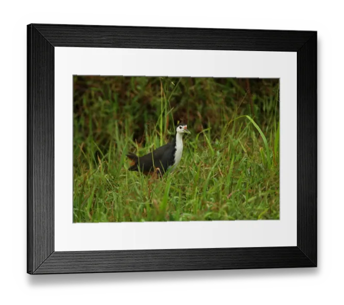 Framed Print : White-breasted Waterhen (Amaurornis phoenicurus) adult, walking through wet grass, Sri Lanka, december