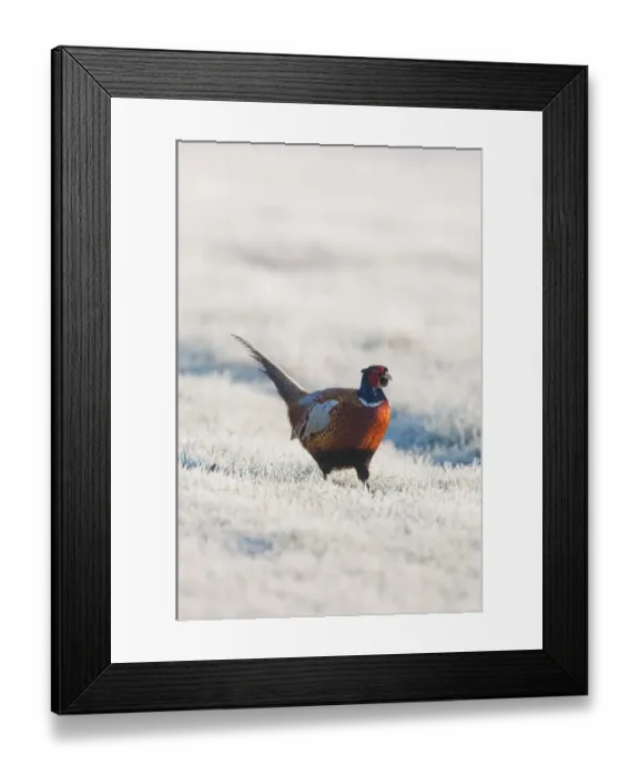Framed Print : Common Pheasant (Phasianus colchicus) adult male, walking on frost covered grass, North Kent Marshes, Isle of Sheppey, Kent, England, march Framed Print : Common Pheasant (Phasianus colchicus) adult male, walking on frost covered grass, North Kent Marshes, Isle of Sheppey, Kent, England, march
