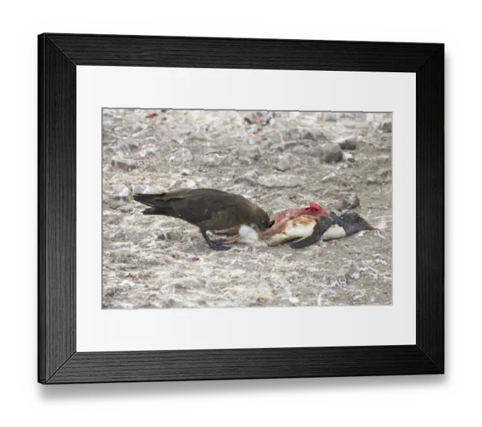 Framed Print : Antarctic Skua (Catharacta antarctica) adult, feeding on dead Gentoo Penguin (Pygoscelis papua), Port Lockeroy, Antarctic Peninsula, Antarctica Framed Print : Antarctic Skua (Catharacta antarctica) adult, feeding on dead Gentoo Penguin (Pygoscelis papua), Port Lockeroy, Antarctic Peninsula, Antarctica