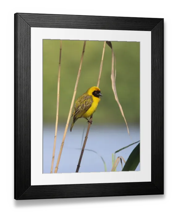 Framed Print : Southern Masked Weaver (Ploceus velatus) adult male, perched on reed stem, South Africa
