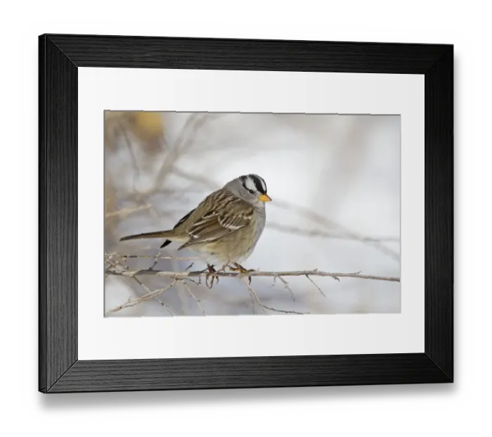 Framed Print : White-crowned Sparrow (Zonotrichia leucophrys) adult, perched on stem in snow, Bosque del Apache National Wildlife Refuge, New Mexico, U. S. A. december Framed Print : White-crowned Sparrow (Zonotrichia leucophrys) adult, perched on stem in snow, Bosque del Apache National Wildlife Refuge, New Mexico, U. S. A. december