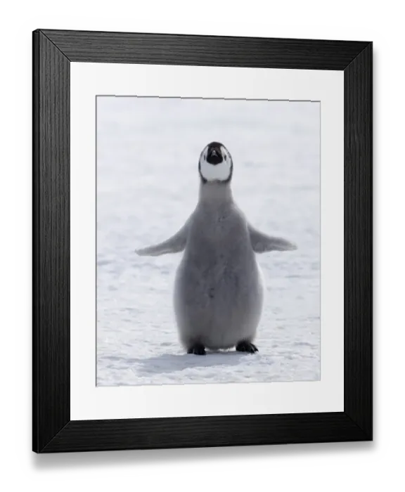 Framed Print : Emperor Penguin (Aptenodytes forsteri) chick, standing on snow, Snow Hill Island, Weddell Sea, Antarctica, november Framed Print : Emperor Penguin (Aptenodytes forsteri) chick, standing on snow, Snow Hill Island, Weddell Sea, Antarctica, november