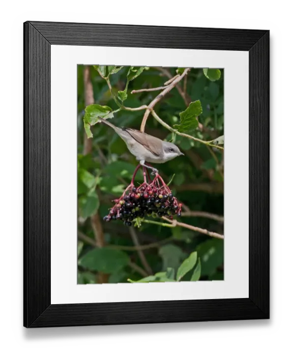 Framed Print : Lesser Whitethroat (Sylvia curruca) immature, first year plumage, feeding on Elder (Sambucus nigra) berries, Norfolk, England, august Framed Print : Lesser Whitethroat (Sylvia curruca) immature, first year plumage, feeding on Elder (Sambucus nigra) berries, Norfolk, England, august