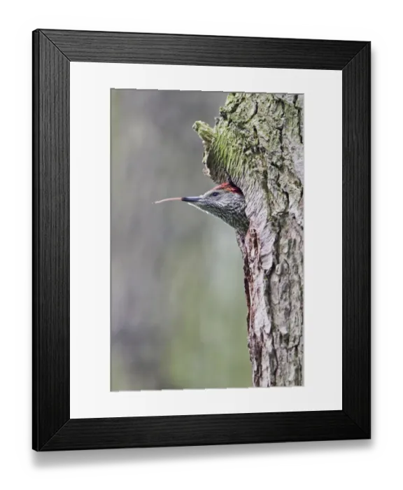 Framed Print : Green Woodpecker (Picus viridis) female chick, with tongue sticking out, at nest hole entrance in tree trunk, Suffolk, England, may