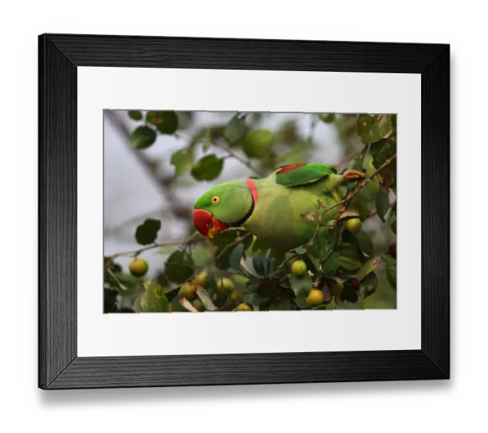 Framed Print : Alexandrine Parakeet (Psittacula eupatria avensis) adult male, feeding on fruit in tree, Kaziranga N. P. Assam, India, january Framed Print : Alexandrine Parakeet (Psittacula eupatria avensis) adult male, feeding on fruit in tree, Kaziranga N. P. Assam, India, january