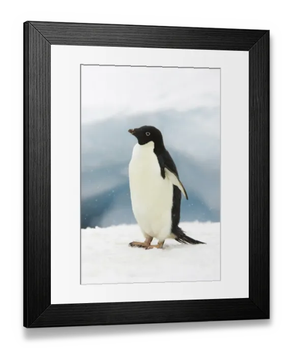 Framed Print : Adelie Penguin (Pygoscelis adeliae) adult, standing on iceberg in snowfall, Brown Bluff, Antarctic Peninsula, Antarctica Framed Print : Adelie Penguin (Pygoscelis adeliae) adult, standing on iceberg in snowfall, Brown Bluff, Antarctic Peninsula, Antarctica