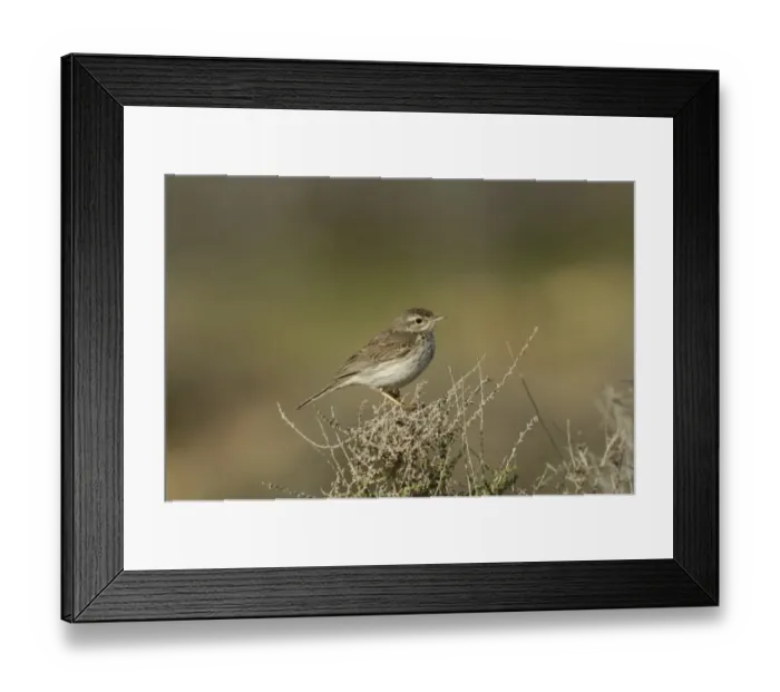 Framed Print : Berthelot's Pipit (Anthus berthelottii berthelottii) adult, perched on bush, Fuerteventura, Canary Islands, march Framed Print : Berthelot's Pipit (Anthus berthelottii berthelottii) adult, perched on bush, Fuerteventura, Canary Islands, march