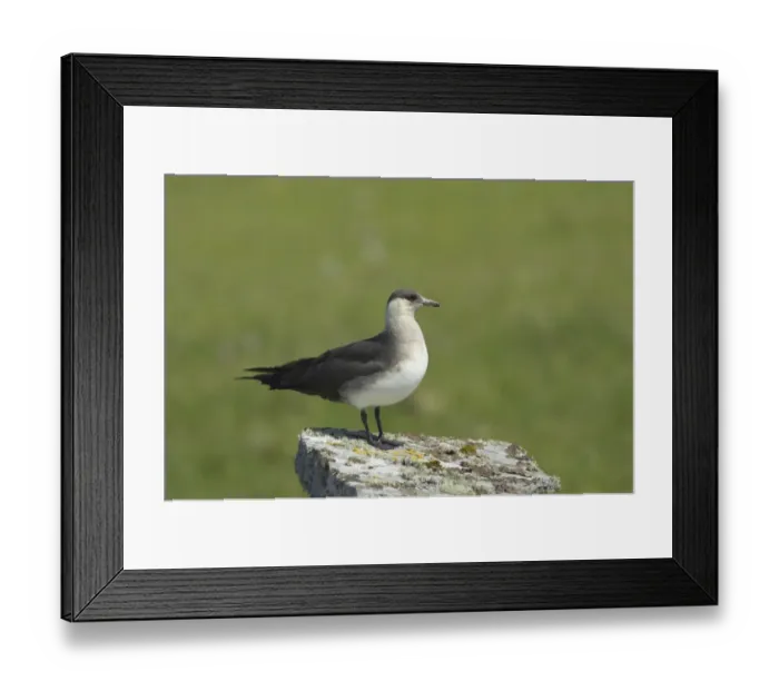 Framed Print : Arctic Skua (Stercorarius parasiticus) pale phase, adult, standing on rock in breeding ground, Mousa Island, Shetland Islands, Scotland Framed Print : Arctic Skua (Stercorarius parasiticus) pale phase, adult, standing on rock in breeding ground, Mousa Island, Shetland Islands, Scotland