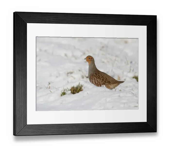 Framed Print : Grey Partridge (Perdix perdix) adult, standing in snow, Leicestershire, England, november Framed Print : Grey Partridge (Perdix perdix) adult, standing in snow, Leicestershire, England, november