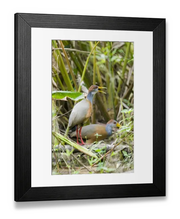 Framed Print : Grey-necked Wood-rail (Aramides cajanea) two adults, calling, in lowland tropical forest, Tikal N. P. Peten, Guatemala