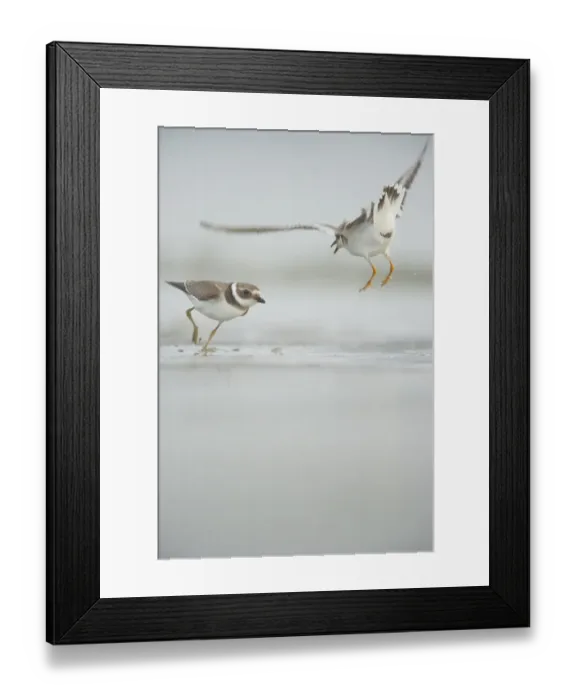 Framed Print : Ringed Plover (Charadrius hiaticula) two adults, winter plumage, fighting in territorial dispute on beach, Shetland Islands, Scotland, september Framed Print : Ringed Plover (Charadrius hiaticula) two adults, winter plumage, fighting in territorial dispute on beach, Shetland Islands, Scotland, september
