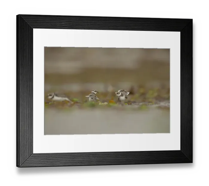 Framed Print : Ringed Plover (Charadrius hiaticula) two adults, winter plumage, fighting in territorial dispute, amongst seaweed on beach, Shetland Islands, Scotland, september Framed Print : Ringed Plover (Charadrius hiaticula) two adults, winter plumage, fighting in territorial dispute, amongst seaweed on beach, Shetland Islands, Scotland, september