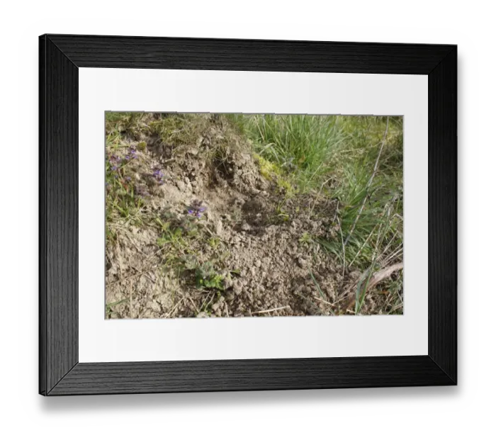 Framed Print : Green Woodpecker (Picus viridis) feeding damage to Yellow Meadow Ant (Lasius flavus) ant-hill, Bacton, Suffolk, England, april Framed Print : Green Woodpecker (Picus viridis) feeding damage to Yellow Meadow Ant (Lasius flavus) ant-hill, Bacton, Suffolk, England, april