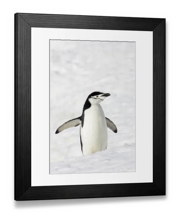 Framed Print : Chinstrap Penguin (Pygoscelis antarctica) adult, standing on snow, Half Moon Island, South Shetland Islands, Antarctica Framed Print : Chinstrap Penguin (Pygoscelis antarctica) adult, standing on snow, Half Moon Island, South Shetland Islands, Antarctica
