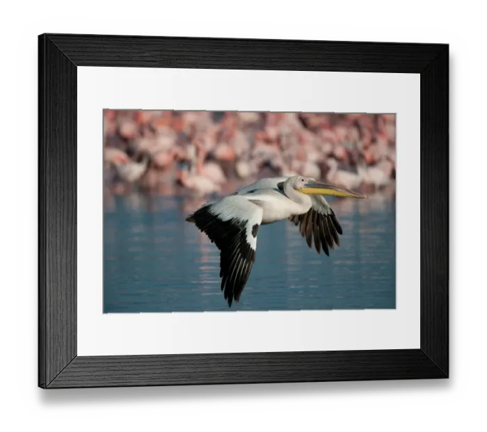 Framed Print : Great White Pelican (Pelecanus onocrotalus) adult, in flight, with Lesser Flamingo (Phoenicopterus minor) flock on soda lake in background, Lake Nakuru, Great Rift Valley, Kenya Framed Print : Great White Pelican (Pelecanus onocrotalus) adult, in flight, with Lesser Flamingo (Phoenicopterus minor) flock on soda lake in background, Lake Nakuru, Great Rift Valley, Kenya
