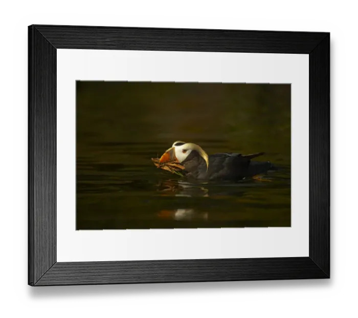 Framed Print : Tufted Puffin (Fratercula cirrhata) adult, breeding plumage, swimming with nesting material in beak, Oregon, U. S. A