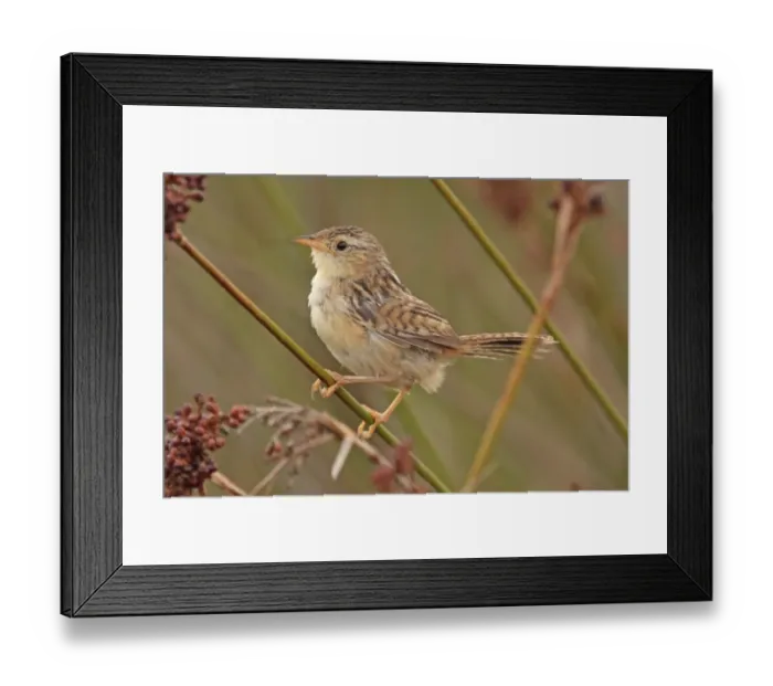 Framed Print : Sedge Wren (Cistothorus platensis) juvenile, perched on stem, Rincon de Cobo, Buenos Aires Province, Argentina, april