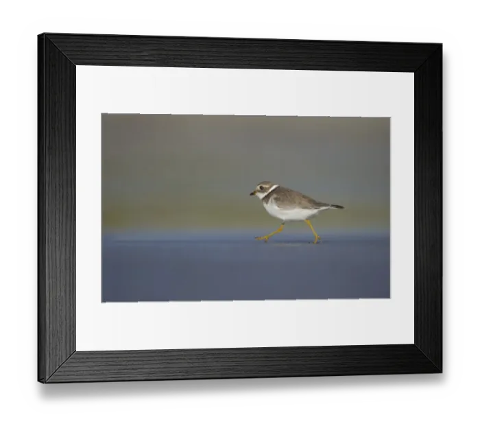 Framed Print : Ringed Plover (Charadrius hiaticula) adult, winter plumage, running along beach in evening, Shetland Islands, Scotland, september
