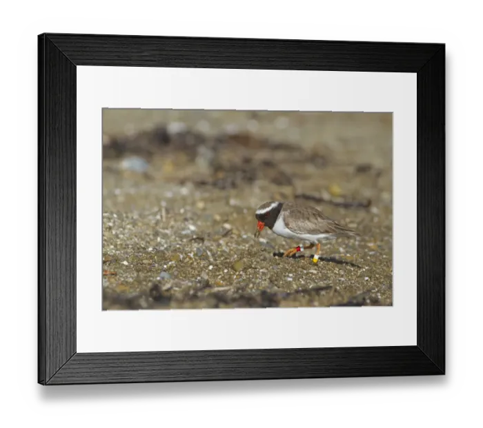 Framed Print : Shore Plover (Thinornis novaeseelandiae) adult, wearing leg rings, foraging on beach, New Zealand, november Framed Print : Shore Plover (Thinornis novaeseelandiae) adult, wearing leg rings, foraging on beach, New Zealand, november