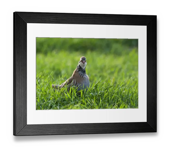 Framed Print : Red-legged Partridge (Alectoris rufa) adult, standing in field of winter wheat crop, Kelling, Norfolk, England, april Framed Print : Red-legged Partridge (Alectoris rufa) adult, standing in field of winter wheat crop, Kelling, Norfolk, England, april