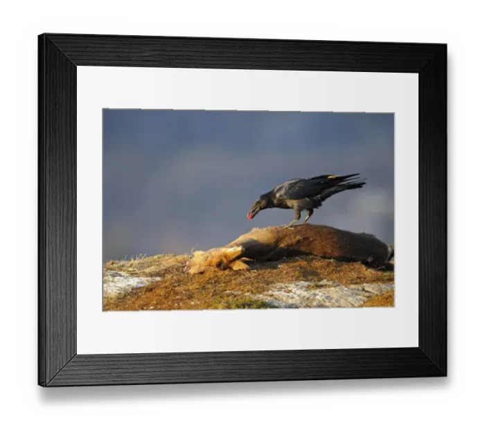 Framed Print : Common Raven (Corvus corax) adult, feeding, scavenging on Western Roe Deer (Capreolus capreolus) carcass, Norway, february