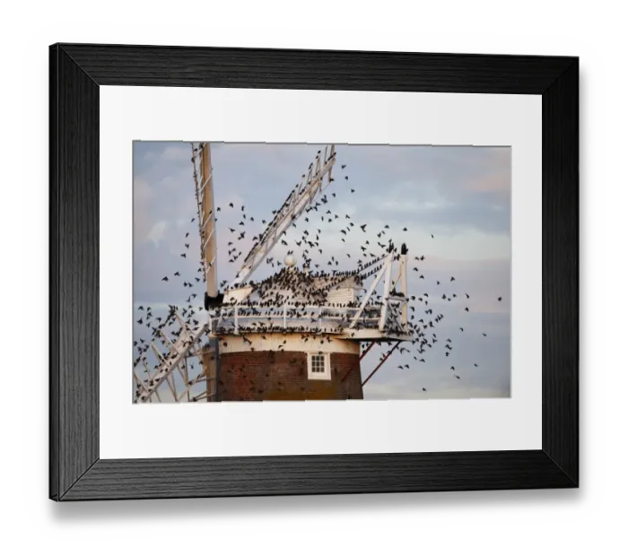 Framed Print : Common Starling (Sturnus vulgaris) flock, in flight, arriving at roost on windmill, Cley Windmill, Cley, Norfolk, England, october Framed Print : Common Starling (Sturnus vulgaris) flock, in flight, arriving at roost on windmill, Cley Windmill, Cley, Norfolk, England, october