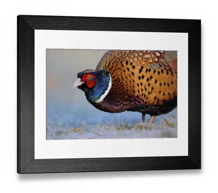 Framed Print : Common Pheasant (Phasianus colchicus) adult male, close-up of head and chest, standing on frosty ground, Oxfordshire, England, january Framed Print : Common Pheasant (Phasianus colchicus) adult male, close-up of head and chest, standing on frosty ground, Oxfordshire, England, january