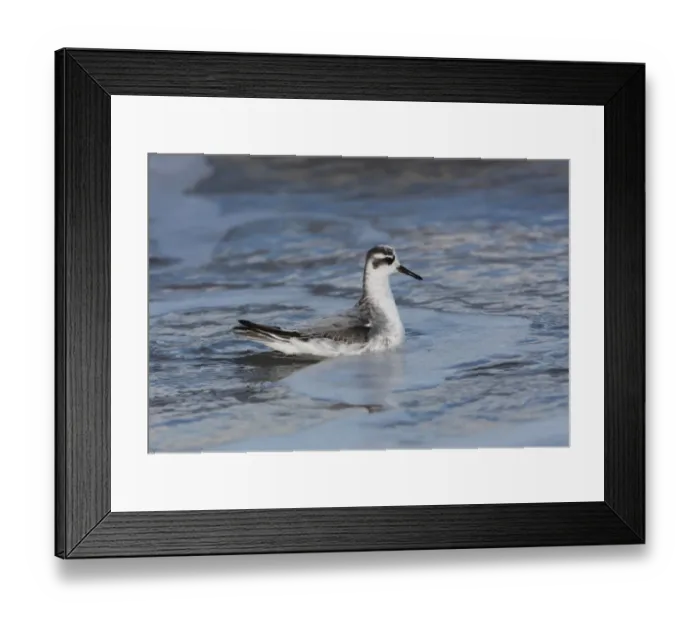 Framed Print : Grey Phalarope (Phalaropus fulicarius) immature, first winter plumage, swimming at sea, Waxham, Norfolk, England, october Framed Print : Grey Phalarope (Phalaropus fulicarius) immature, first winter plumage, swimming at sea, Waxham, Norfolk, England, october