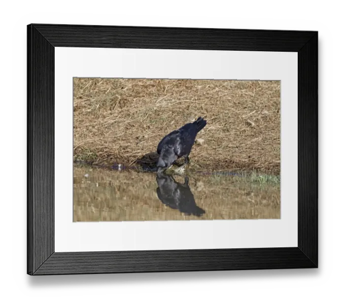 Framed Print : Common Raven (Corvus corax) adult, drinking from pool, Extremadura, Spain, september Framed Print : Common Raven (Corvus corax) adult, drinking from pool, Extremadura, Spain, september