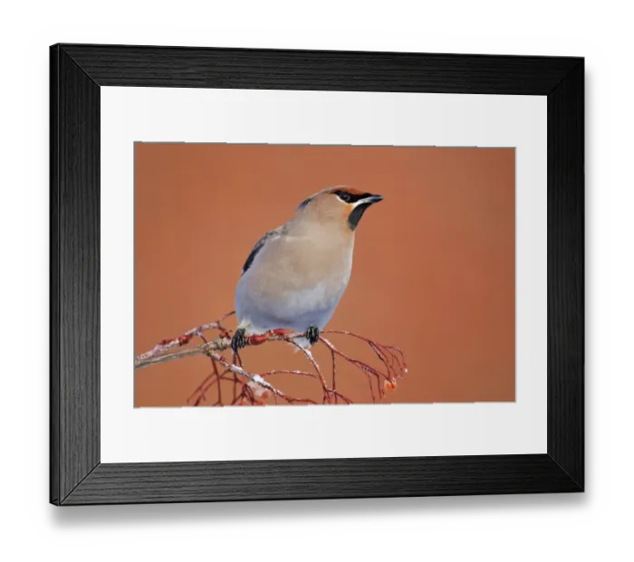 Framed Print : Bohemian Waxwing (Bombycilla garrulus) adult, feeding on rowan berries, West Midlands, England, december Framed Print : Bohemian Waxwing (Bombycilla garrulus) adult, feeding on rowan berries, West Midlands, England, december