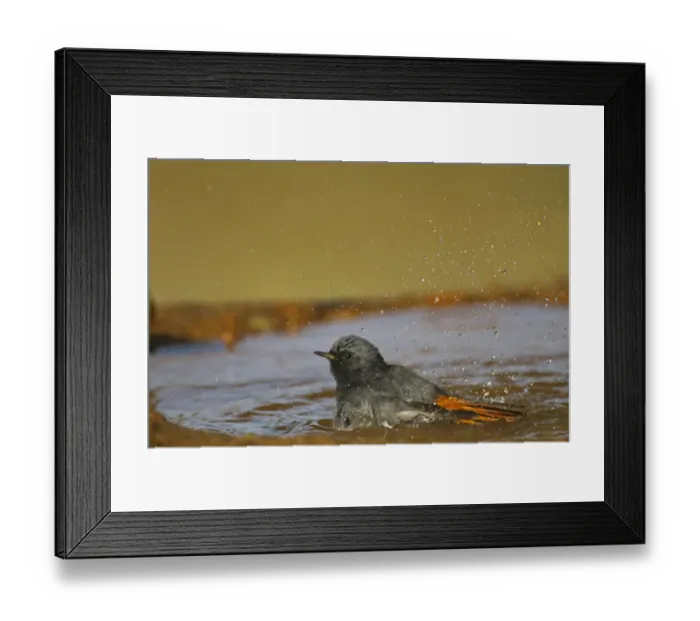 Framed Print : Black Redstart (Phoenicurus ochruros) adult male, bathing in pool, Northern Spain, september Framed Print : Black Redstart (Phoenicurus ochruros) adult male, bathing in pool, Northern Spain, september