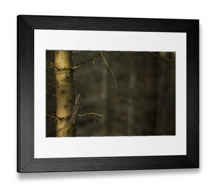 Framed Print : Long-eared Owl (Asio otus) adult, perched on conifer in plantation, North Yorkshire, England, november (captive)