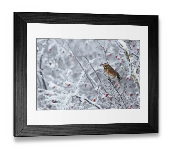Framed Print : Redwing (Turdus iliacus) adult, feeding on hawthorn berries in hoar fost covered hedgerow, Shropshire, England, winter Framed Print : Redwing (Turdus iliacus) adult, feeding on hawthorn berries in hoar fost covered hedgerow, Shropshire, England, winter