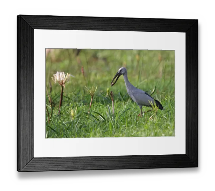 Framed Print : Asian Open-billed Stork (Anastomus oscitans) adult, feeding on crab, Sri Lanka, december Framed Print : Asian Open-billed Stork (Anastomus oscitans) adult, feeding on crab, Sri Lanka, december
