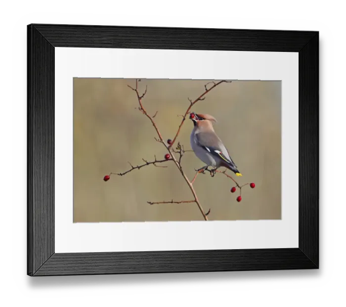 Framed Print : Bohemian Waxwing (Bombycilla garrulus) adult, feeding on berries, Strumpshaw Fen RSPB Reserve, River Yare, The Broads, Norfolk, England, november Framed Print : Bohemian Waxwing (Bombycilla garrulus) adult, feeding on berries, Strumpshaw Fen RSPB Reserve, River Yare, The Broads, Norfolk, England, november