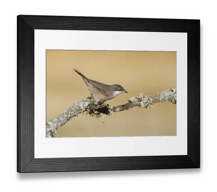 Framed Print : Orphean Warbler (Sylvia hortensis) adult male, perched on twig, Northern Spain, july Framed Print : Orphean Warbler (Sylvia hortensis) adult male, perched on twig, Northern Spain, july