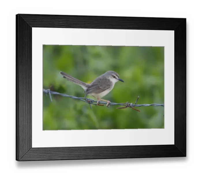 Framed Print : Grey-breasted Prinia (Prinia hodgsonii) adult, perched on barbed wire fence, Sri Lanka Framed Print : Grey-breasted Prinia (Prinia hodgsonii) adult, perched on barbed wire fence, Sri Lanka