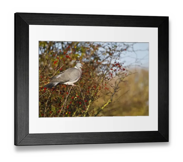 Framed Print : Wood Pigeon (Columbus palumbus) adult, feeding on Common Hawthorn (Crataegus monogyna) berries in hedgerow, Dorset, England, november Framed Print : Wood Pigeon (Columbus palumbus) adult, feeding on Common Hawthorn (Crataegus monogyna) berries in hedgerow, Dorset, England, november