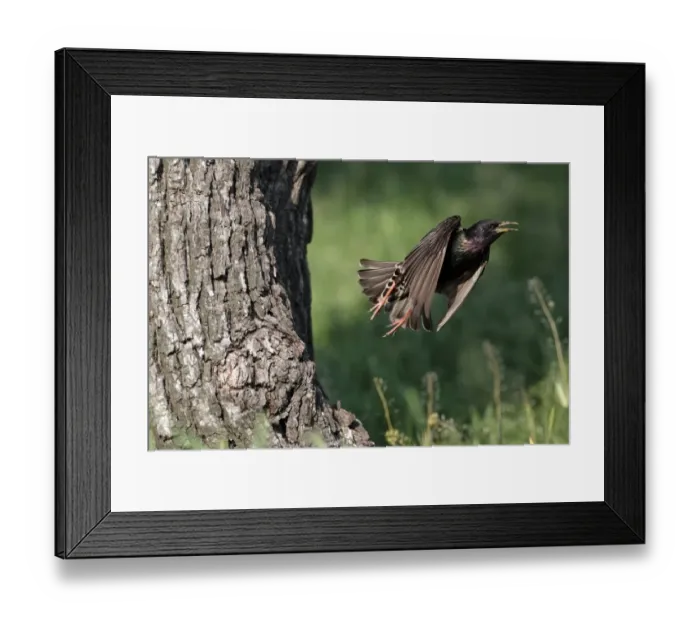 Framed Print : Common Starling (Sturnus vulgaris) adult, spring plumage, in flight, leaving nest in tree trunk, Bulgaria, may Framed Print : Common Starling (Sturnus vulgaris) adult, spring plumage, in flight, leaving nest in tree trunk, Bulgaria, may