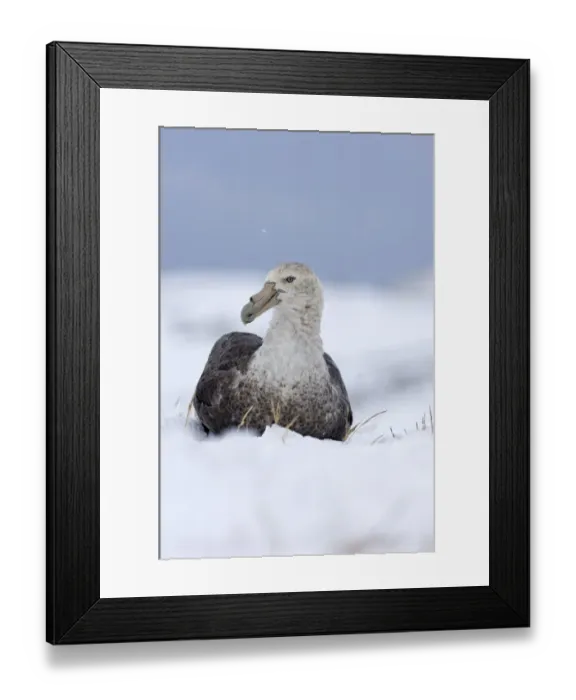 Framed Print : Southern Giant-petrel (Macronectes giganteus) adult, sitting on snow, Half Moon Island, South Shetland Islands, Antarctica, november Framed Print : Southern Giant-petrel (Macronectes giganteus) adult, sitting on snow, Half Moon Island, South Shetland Islands, Antarctica, november
