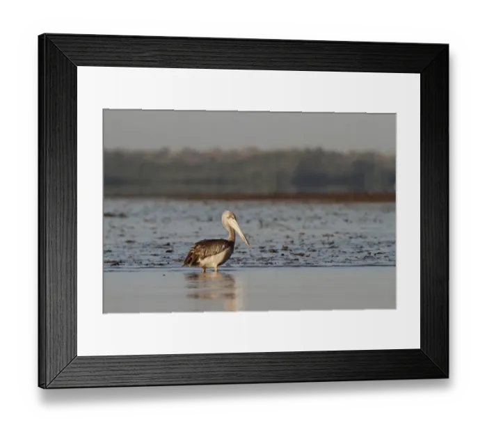 Framed Print : Pink-backed Pelican (Pelecanus rufescens) immature, standing in shallow on beach, Gambia, january Framed Print : Pink-backed Pelican (Pelecanus rufescens) immature, standing in shallow on beach, Gambia, january