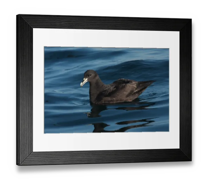 Framed Print : White-chinned Petrel (Procellaria aequinoctialis) adult, swimming at sea on wintering grounds, off Mar de Plata, Buenos Aires, Argentina, july Framed Print : White-chinned Petrel (Procellaria aequinoctialis) adult, swimming at sea on wintering grounds, off Mar de Plata, Buenos Aires, Argentina, july