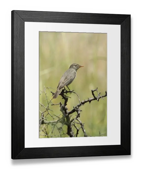 Framed Print : Olive-tree Warbler (Hippolais olivetorum) adult, perched on twig, Lesvos, Greece, may