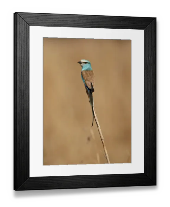 Framed Print : Abyssinian Roller (Coracias abyssinica) adult, perched on cereal stem, Senegal, january Framed Print : Abyssinian Roller (Coracias abyssinica) adult, perched on cereal stem, Senegal, january
