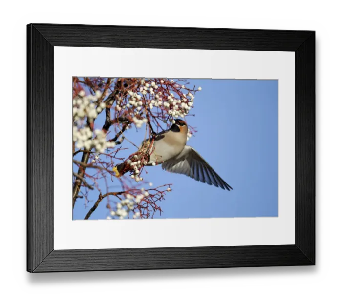 Framed Print : Bohemian Waxwing (Bombycilla garrulus) adult, feeding on rowan berries, West Midlands, England, december Framed Print : Bohemian Waxwing (Bombycilla garrulus) adult, feeding on rowan berries, West Midlands, England, december