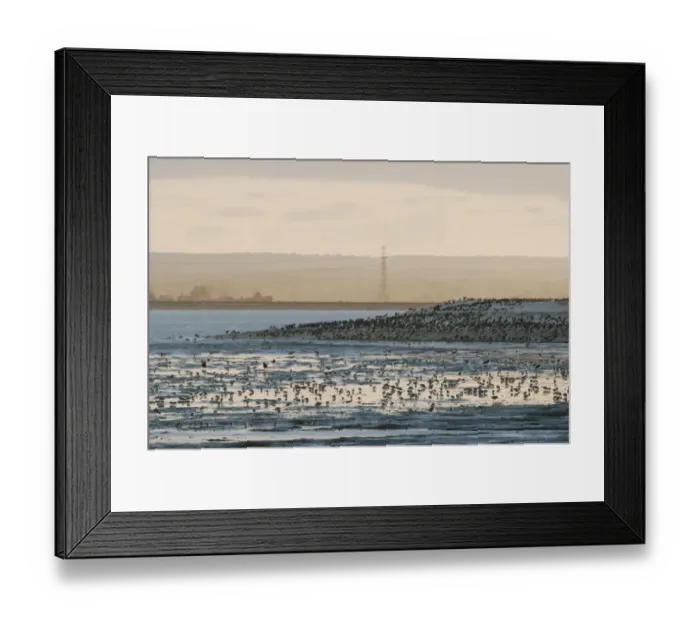 Framed Print : Mixed wader flock feeding on mudflats at sunset, Eurasian Oystercatcher (Haematopus ostralegus) roost in distance, Swale Estuary, North Kent, Kent, England, november Framed Print : Mixed wader flock feeding on mudflats at sunset, Eurasian Oystercatcher (Haematopus ostralegus) roost in distance, Swale Estuary, North Kent, Kent, England, november