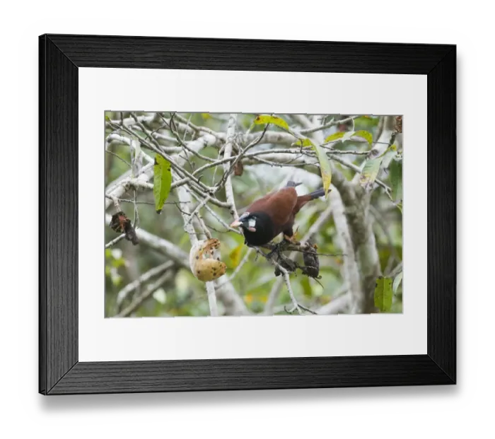 Framed Print : Montezuma Oropendola (Psarocolius montezuma) adult, feeding on fruit in tree, Tikal N. P. Peten, Guatemala Framed Print : Montezuma Oropendola (Psarocolius montezuma) adult, feeding on fruit in tree, Tikal N. P. Peten, Guatemala